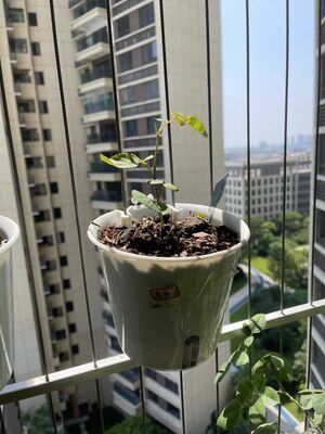 屋内外でのグリルに最適 目に見えないグリルのアクセサリー プラスチック植木鉢 グリル用