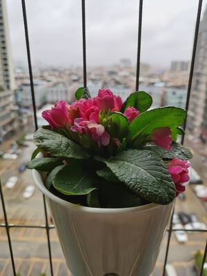 ワイヤサイズ 2.5mm 3.0mm 3.5mm 見えないグリルアクセサリー 見えないグリル 花器